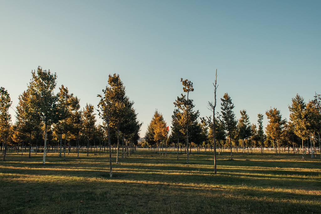 плантация молодых сикоморов на зеленой лужайке - Фото, изображение