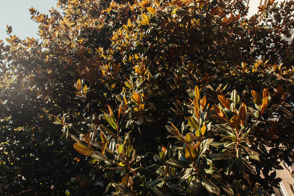 Foto e imagen de stock sin royalties de Magnolia Árboles Con Hojas Verdes  Brillantes A
