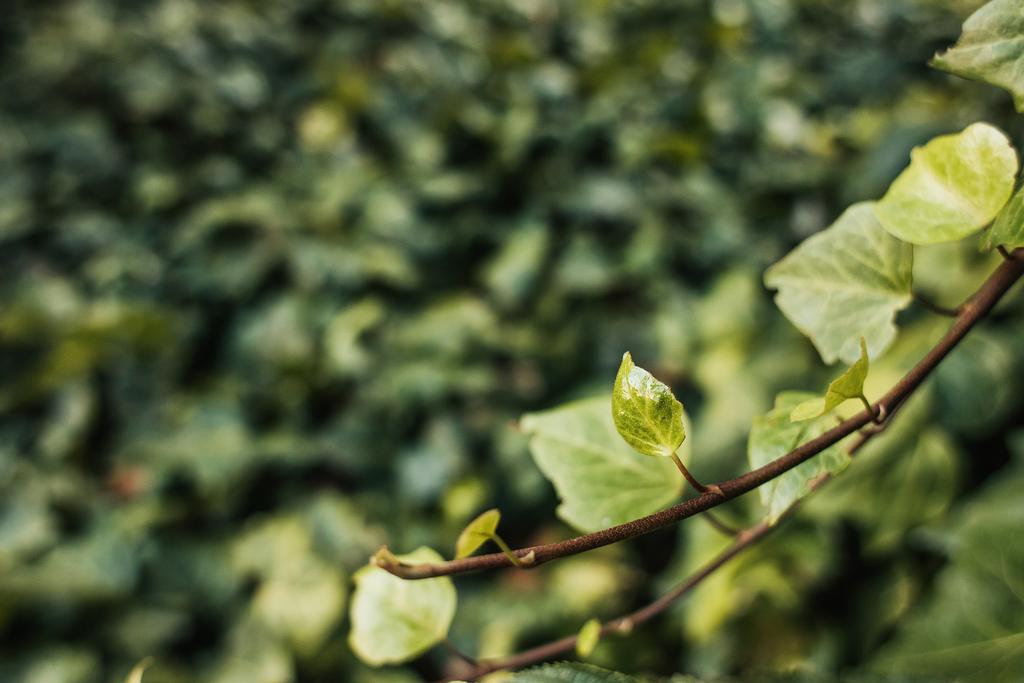 vue rapprochée de la branche de lierre aux feuilles vertes - Photo, image