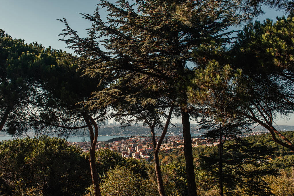 古いモミの木のある丘からの街の眺め - 写真・画像