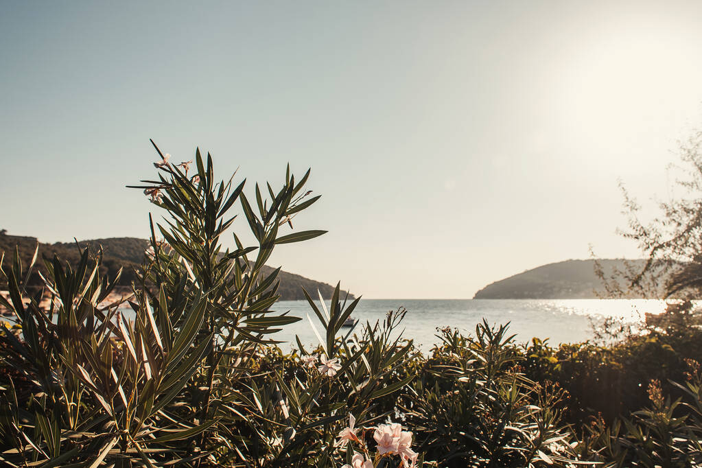 oleandro florescente, e paisagem marinha com colinas verdes - Foto, Imagem