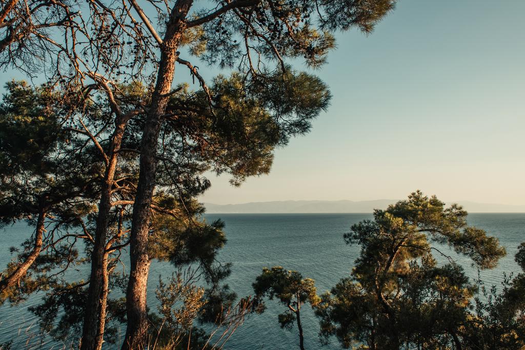 viejos pinos, y paisaje marino con horizonte - Foto, imagen