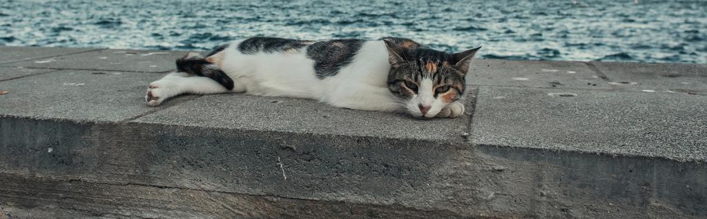 ホームレスの猫が海の近くの国境に寝そべって - 写真・画像