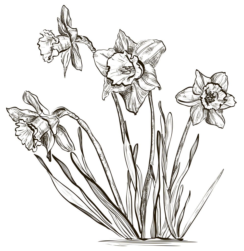 Croquis de fleur de jonquille ou de narcisse
 - Vecteur, image