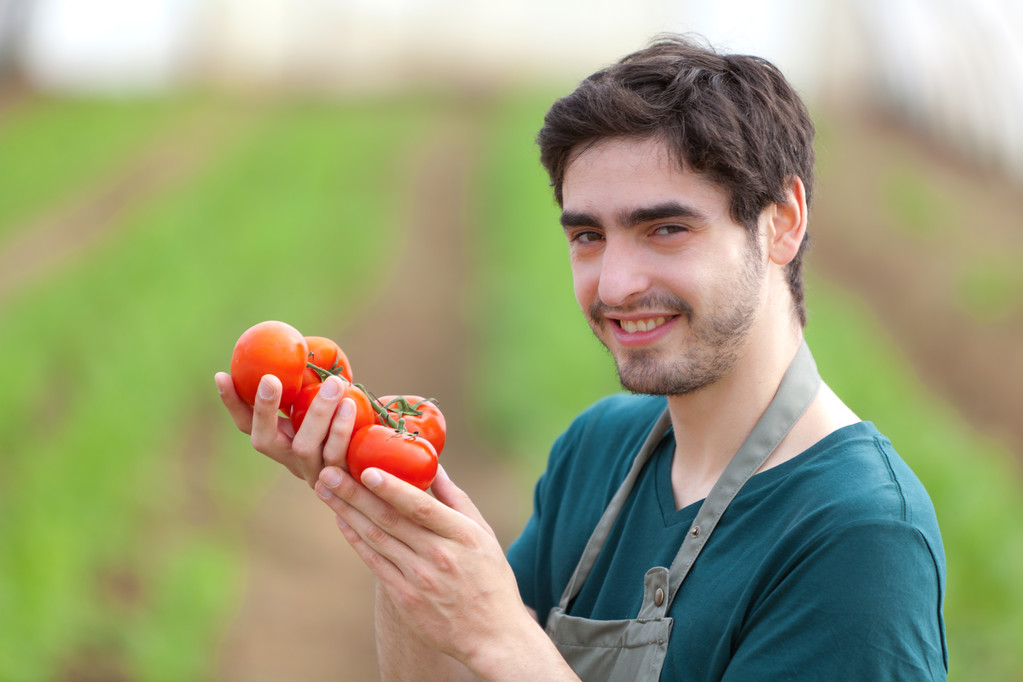 Молодий привабливий фермер збирає помідори
 - Фото, зображення