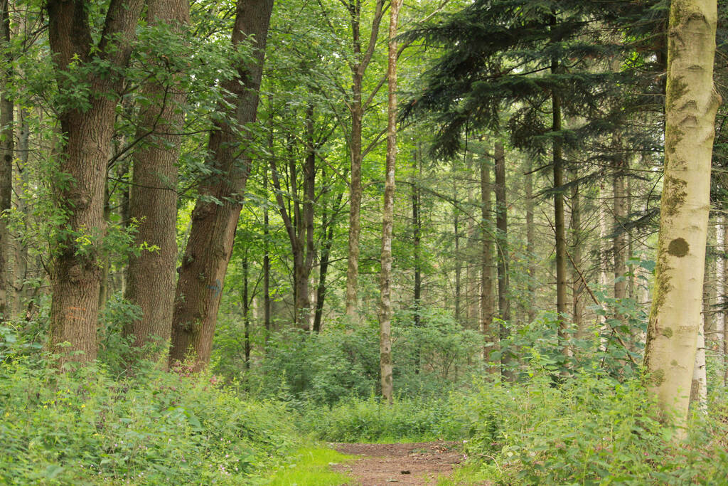 Пішохідна стежка в лісі влітку
 - Фото, зображення