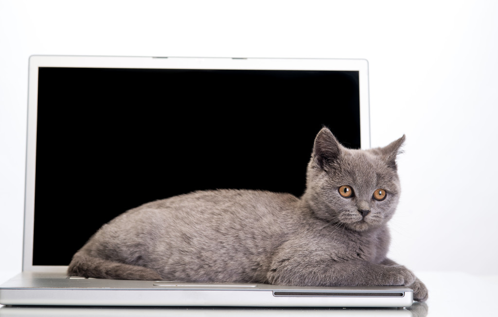  gatito y un portátil
 - Foto, Imagen