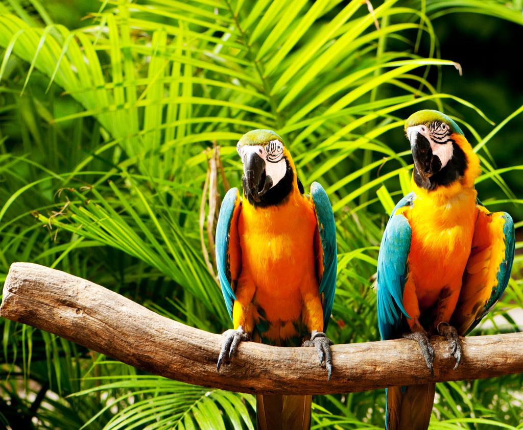 На окуни сидит разноцветная птица-попугай - Фото, изображение