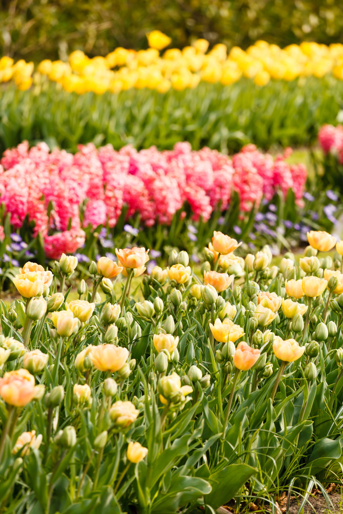 kwiatów tulipanów - Zdjęcie, obraz