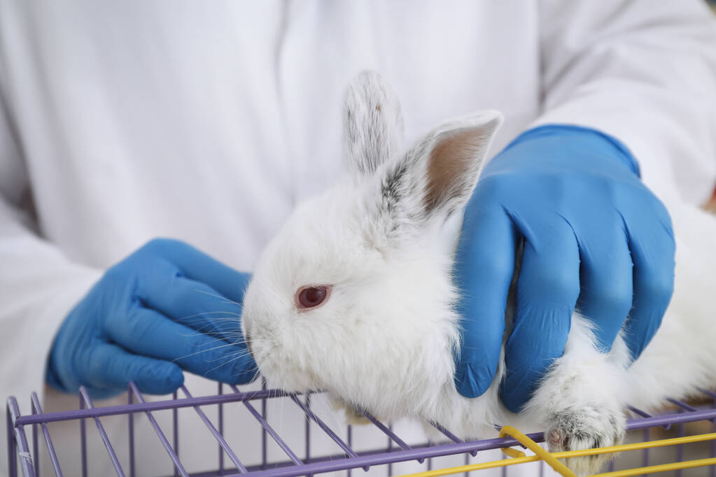 Cientista com coelho em laboratório químico, close-up. Ensaios em animais - Foto, Imagem
