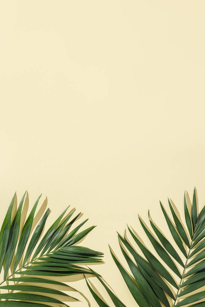 Přírodní zelený palmový list se slunečním stínem na světle žlutém pozadí s kopírovacím prostorem. Letní minimální koncept, krásné denní světlo za slunečného dne. - Fotografie, Obrázek