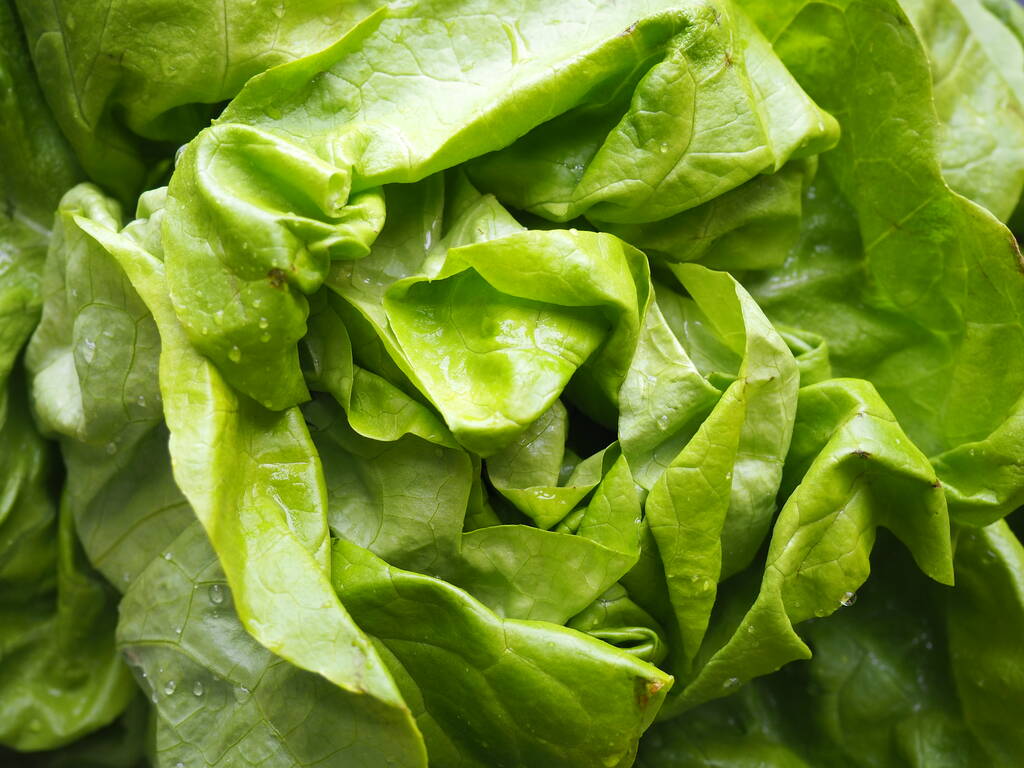 レタスだ。アスタリスク科のレタス属の年間草本。おいしい強化葉。グリーンサラダやサイドディッシュ。健康的な食事のための新鮮なハーブ. - 写真・画像