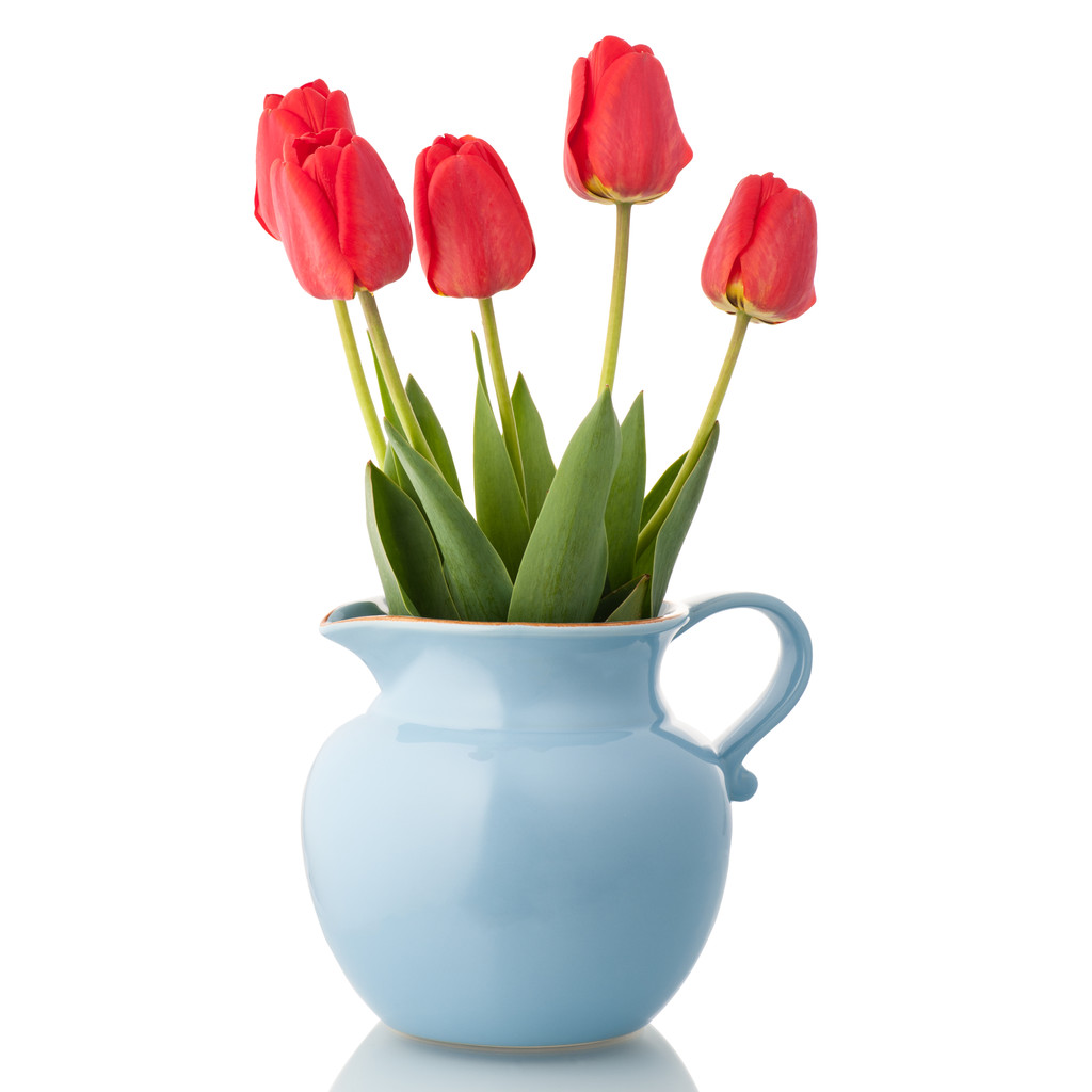 Tulipes en pot
 - Photo, image