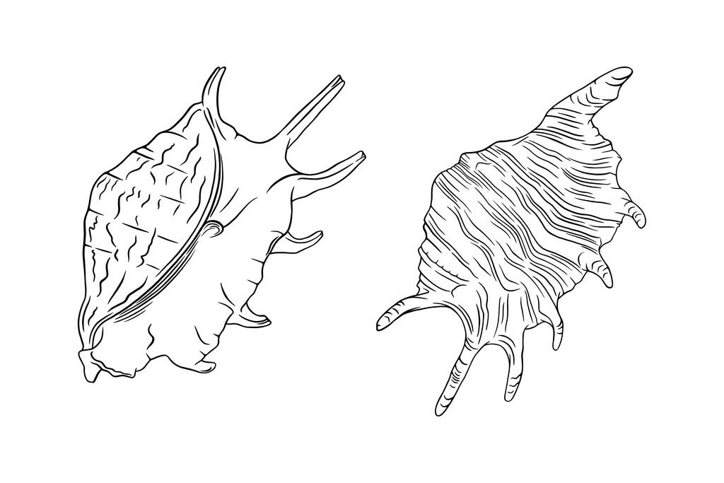 Conch seashell sketches. Tropical reef shell isolated in white background. Vector illustration - ベクター画像