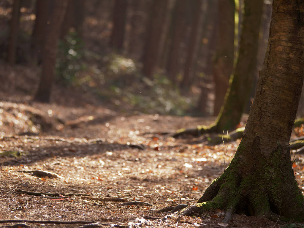 troncs d'arbres forestiers de pin contre le sol forestier moyen - Photo, image