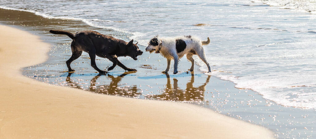 Две собаки лают друг на друга на пляже - Фото, изображение
