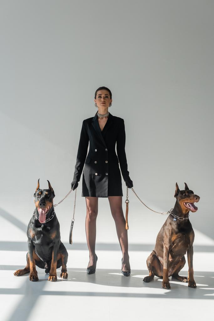 Doberman köpekleri, kendine güvenen siyah ceketli bir kadının yanında. Gri arkaplanlı, gölgeli bir kadın. - Fotoğraf, Görsel