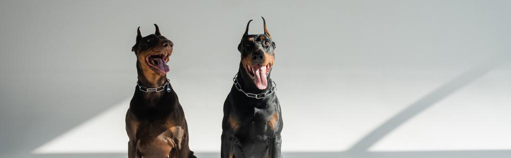 two doberman dogs sitting on grey background with shadows, banner - Photo, Image