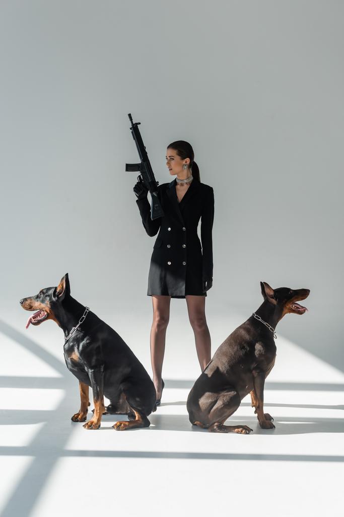 donna elegante con fucile mentre guarda lontano vicino a cani doberman su sfondo grigio con ombre - Foto, immagini