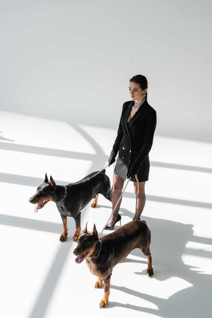 άποψη υψηλής γωνίας της trendy γυναίκα με σκυλιά doberman στην αλυσίδα leashes σε γκρι φόντο με σκιές - Φωτογραφία, εικόνα