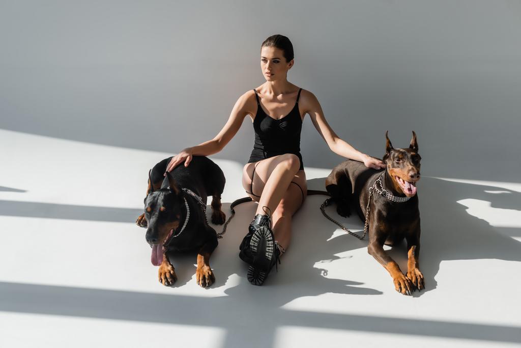 sexy woman in bodysuit and boots sitting with dobermans on grey background with shadows - Photo, Image