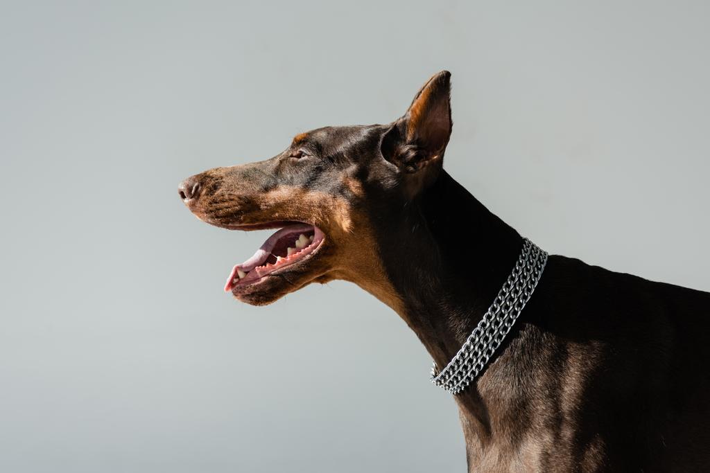 doberman cão em colar cadeia isolado em cinza - Foto, Imagem