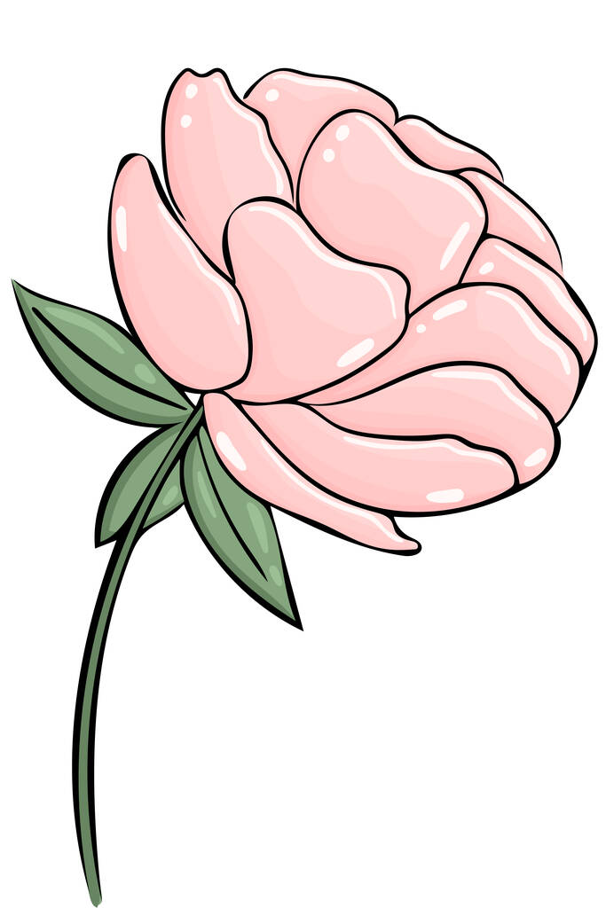 Pink peony, vector. One delicate garden flower on a white background. Hand drawn flower. Flower for cards and design. - Vector, Image