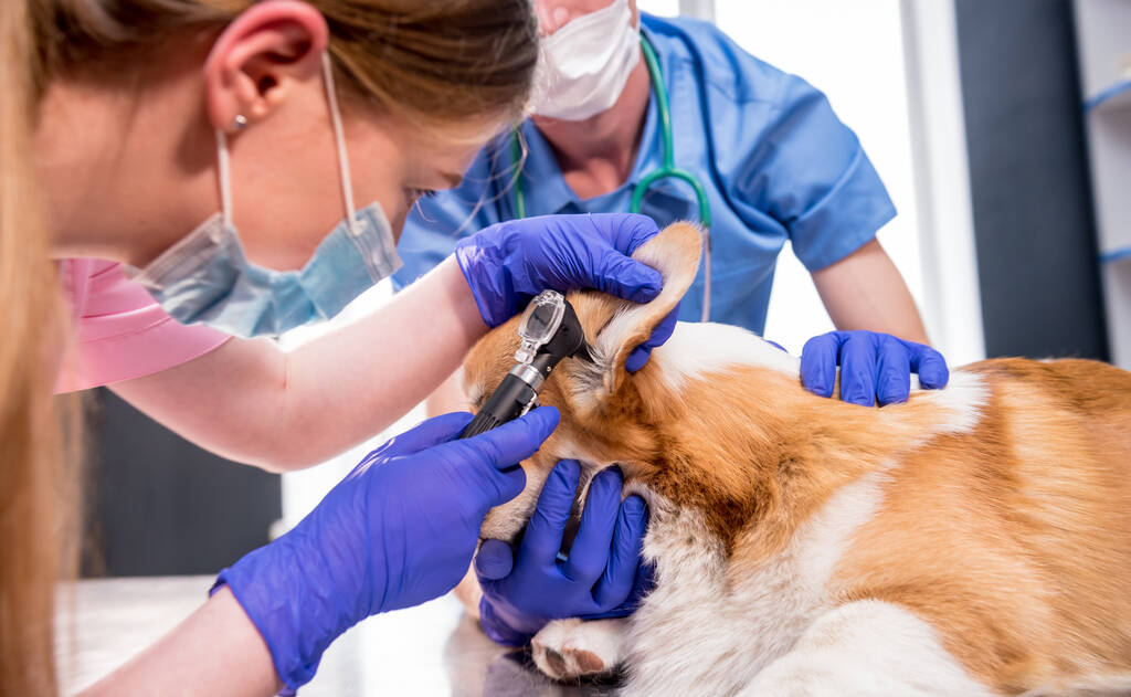 Une équipe de vétérinaires examine les oreilles d'un chien Corgi malade à l'aide d'un otoscope - Photo, image