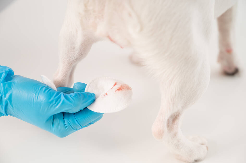 Menstruation in a dog. Close-up veterinarian wipes blood from genitals of jack russell terrier bitches with a cotton pad. - Foto, afbeelding
