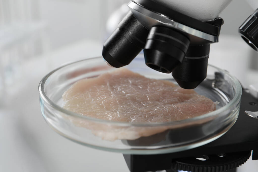 研究室で顕微鏡下で生の培養肉の一部とペトリ皿,クローズアップ - 写真・画像