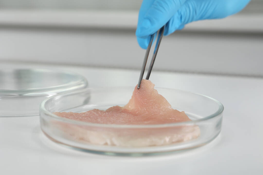 Wissenschaftler holt rohes Kulturfleisch aus Petrischale mit Pinzette am weißen Tisch, Nahaufnahme - Foto, Bild
