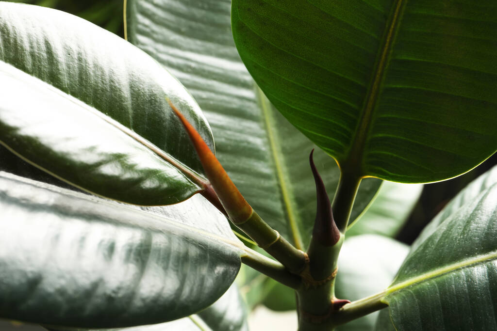 Fíkus se svěžím listím, detailní záběr. Tropická rostlina - Fotografie, Obrázek