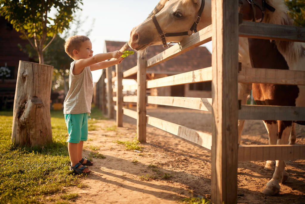 Kleiner Junge genießt es, Pferden vor dem Zaun Futter zu geben - Foto, Bild