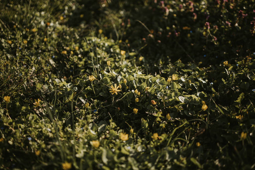 A felső nézet a kis sárga tavaszi virágok vastag bokrok magas fű és levelek - Fotó, kép