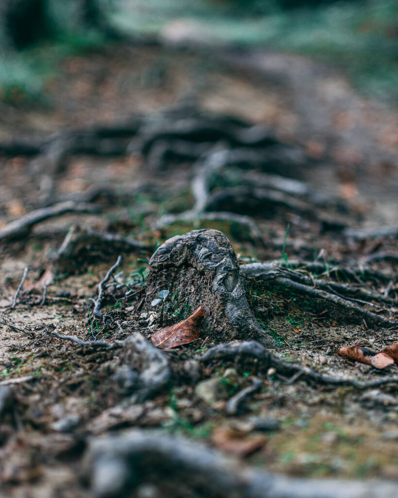 Pystysuora laukaus puun juuret peitetty sammalta - Valokuva, kuva