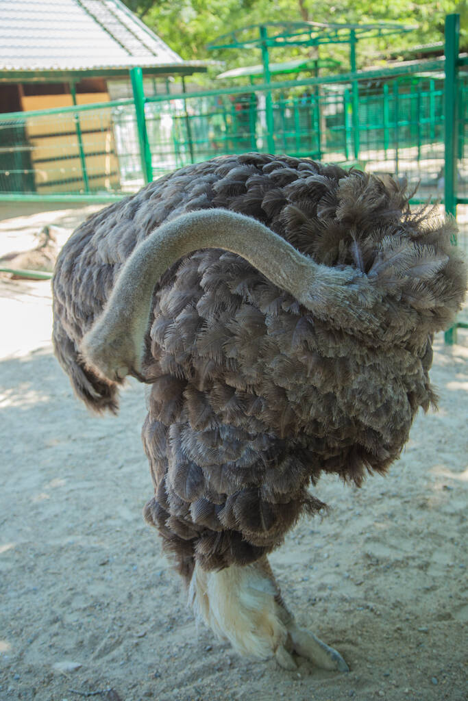 El avestruz duerme con la cabeza en las plumas y los ojos cerrados. El fondo está borroso - Foto, imagen