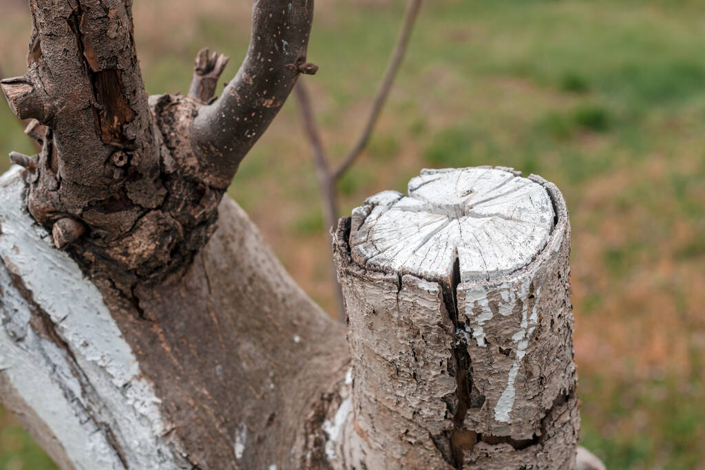 Árvore de noz com camada de cal branca aplicada, close-up com foco seletivo - Foto, Imagem