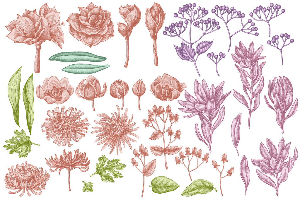 Vectorset van met de hand getekend pastel viburnum, hypericum, tulp, aster, leucadendron, amaryllis - Vector, afbeelding