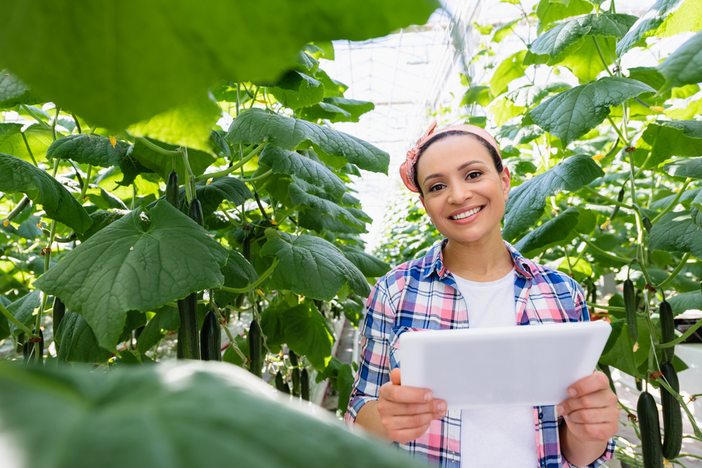 agriculteur afro-américain avec tablette numérique près de plantes de concombre au premier plan flou - Photo, image