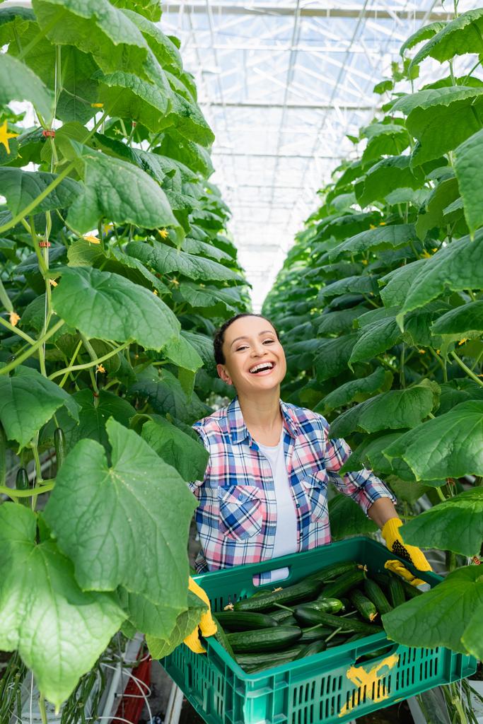 riant agriculteur afro-américain tenant boîte de concombres frais tout en regardant la caméra - Photo, image