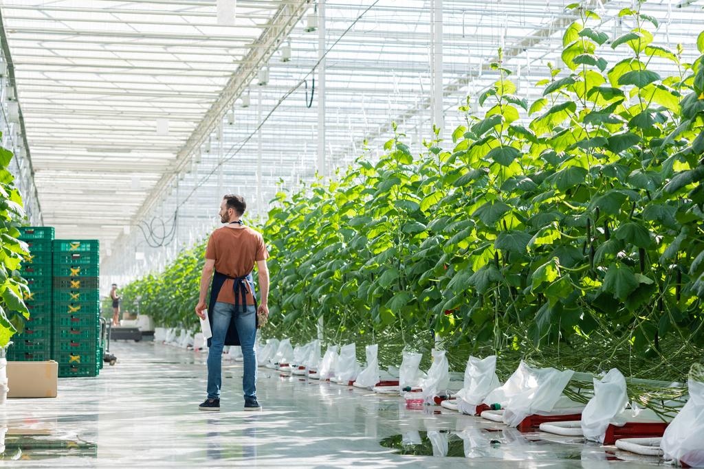 widok z tyłu rolnika z tabletem cyfrowym stojącym w pobliżu roślin ogórkowych w szklarni - Zdjęcie, obraz
