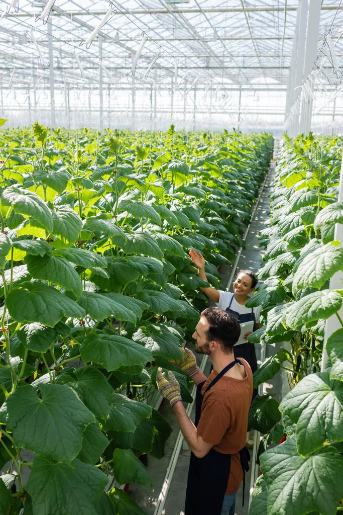 vista de ángulo alto de los agricultores multiétnicos que trabajan cerca de plantas en invernadero - Foto, Imagen