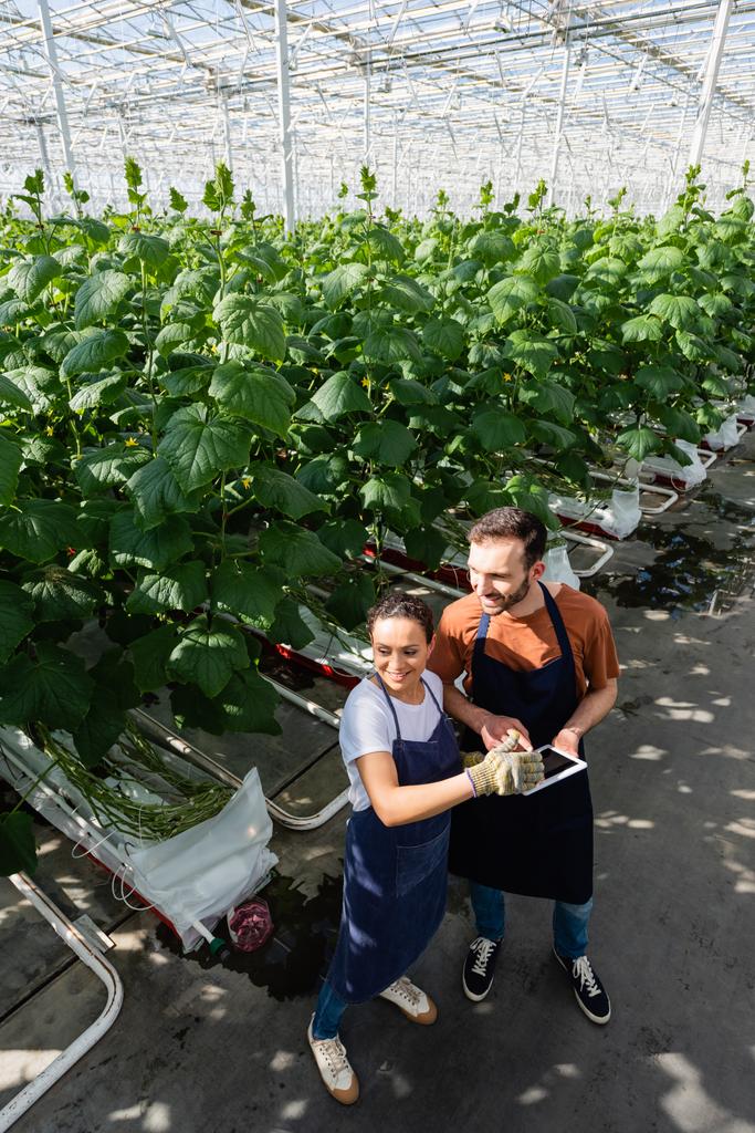 high angle view of interracial colleagues with digital tablet in greenhouse - Photo, Image