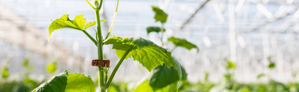 close up view of green cucumber plant in glasshouse on blurred background, banner - Photo, Image