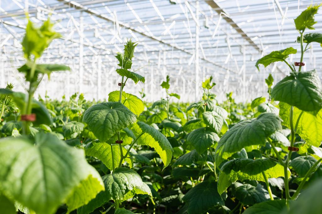 az üvegházban termesztett uborkafélék szelektív fókusza, homályos előtér - Fotó, kép