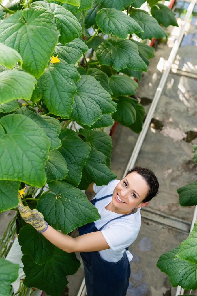 Blick auf glückliche afrikanisch-amerikanische Farmer, die in der Nähe von Gurkenpflanzen im Gewächshaus arbeiten - Foto, Bild