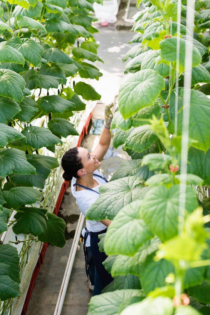 vista de ángulo alto del agricultor afroamericano que trabaja cerca de plantas de pepino en invernadero - Foto, imagen