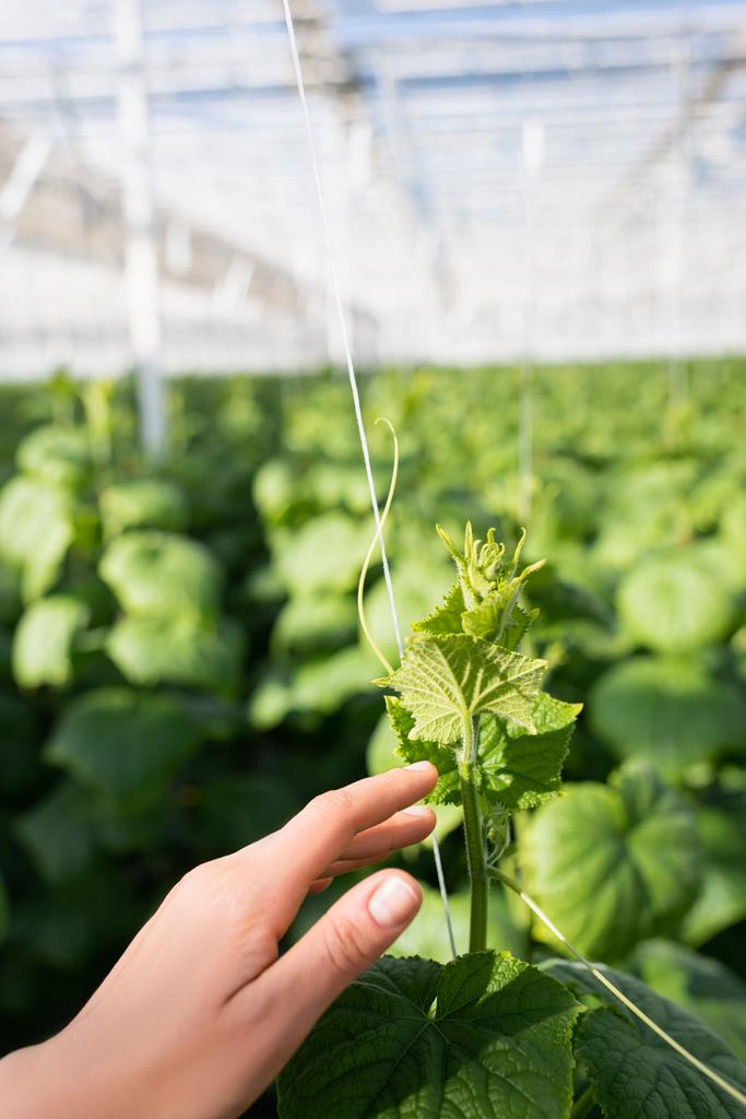 vista recortada de la mano femenina cerca de la planta de pepino verde en invernadero  - Foto, Imagen