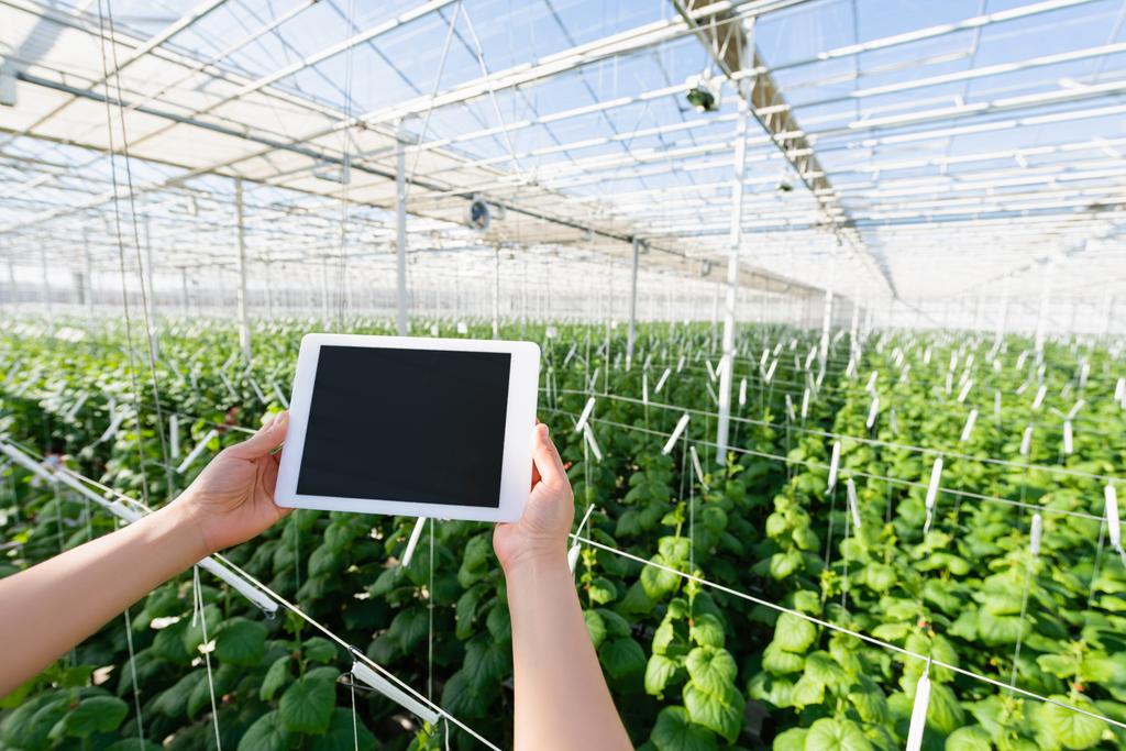 partial view of woman holding digital tablet with blank screen in greenhouse - Photo, Image