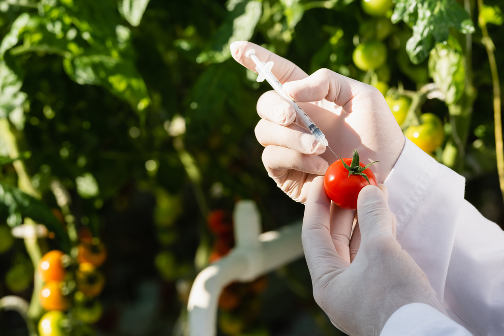 przycięty widok inspektora wykonującego badanie jakości pomidora za pomocą strzykawki - Zdjęcie, obraz